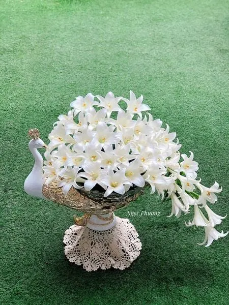 hoa loa kèn