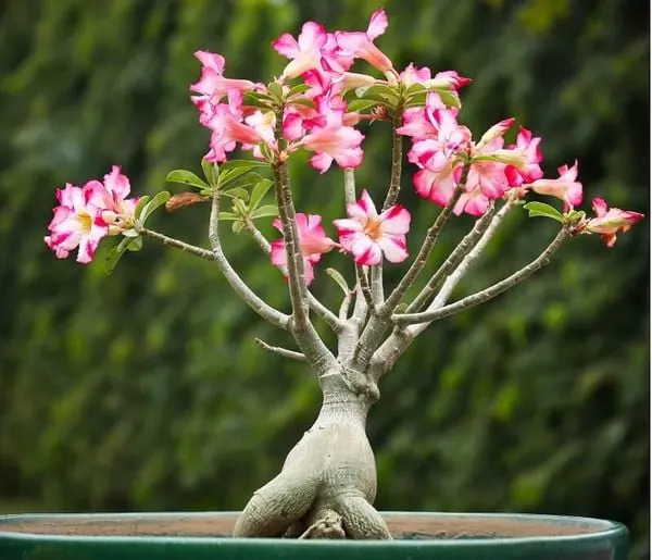 loài hoa tượng trưng cho sự bình yên