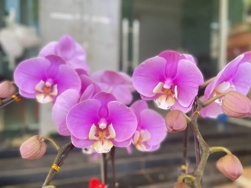 Lan hồ điệp mang vẻ đẹp quý phái và viên mãn cho không gian tết