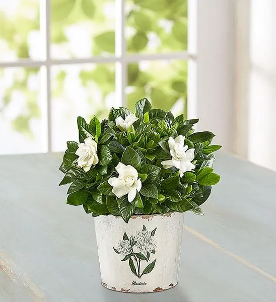 Chậu hoa dành dành nhỏ xinh thế này thôi cũng đủ giúp cho không gian nhà bạn thêm phần nổi bật.