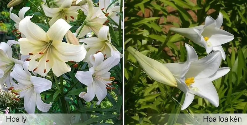 Hoa ly không phải hoa loa kèn