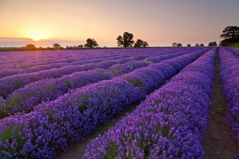 Cánh đồng hoa lavender ở Đà Lạt