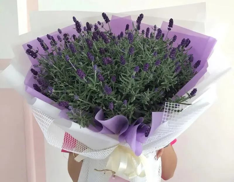 Bó oải hương thơm nồng nàn làm hoa sinh nhật tặng bạn gái