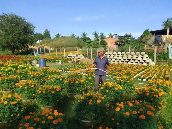 Hoa Cúc Vạn Thọ: Ý Nghĩa, Công Dụng Và Đặc Điểm Thú Vị