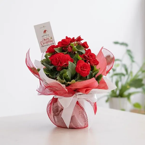 chậu hoa hoa hải đường trang trí
