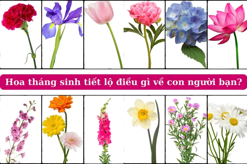 12 Loài Hoa Tượng Trưng Cho 12 Tháng Sinh Đem Tài Lộc 2026