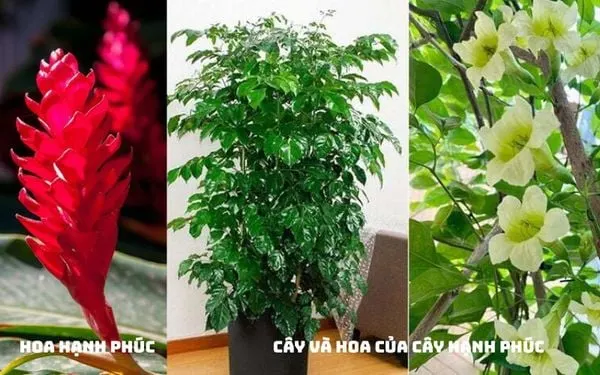 Phân biệt hoa hạnh phúc (gừng kiểng) và hoa của cây hạnh phúc