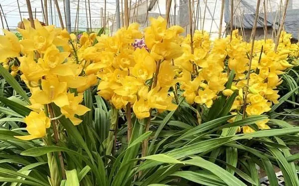 Hoa địa lan là loài hoa màu vàng đẹp, nở rộ dịp Tết