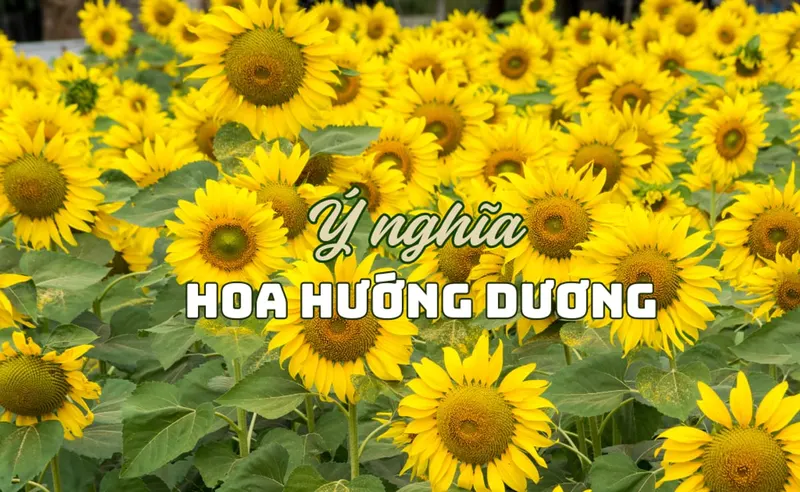 Ý nghĩa hoa hướng dương trong tình yêu, biểu tượng trong cuộc sống