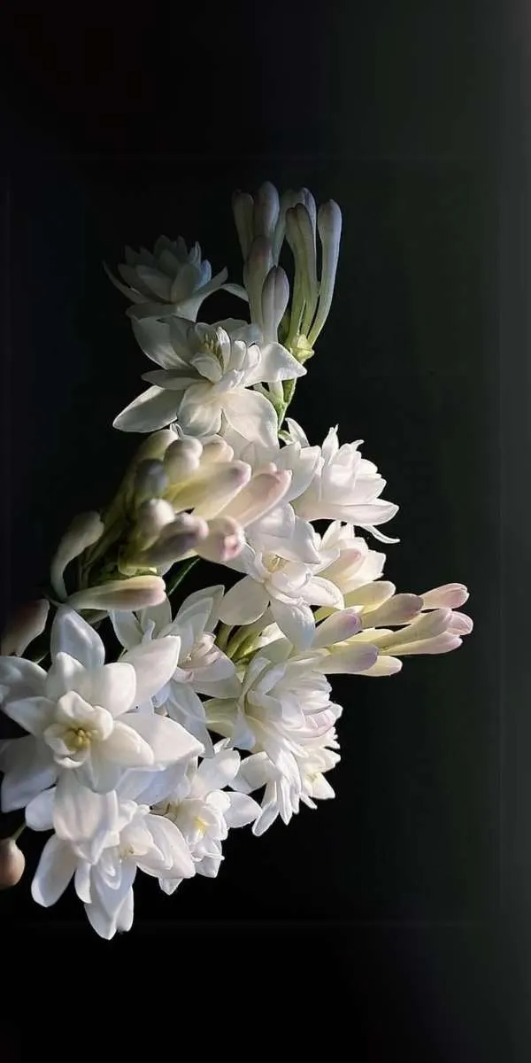 Cận cảnh một cụm hoa huệ tây màu trắng ngà cho hình nền đám tang Công giáo trên điện thoại