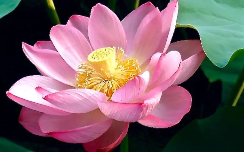 Sen Nelumbo nucifera