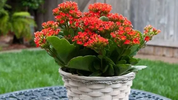 Hoa sống đời đỏ tượng trưng cho sức khỏe dồi dào