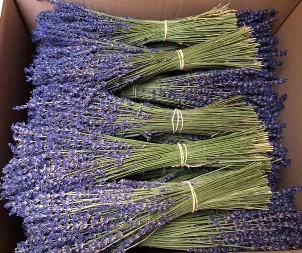 Hướng dẫn cách bảo quản hoa lavender khô để giữ hương thơm và vẻ đẹp lâu dài