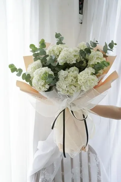 Cẩm tú cầu trắng