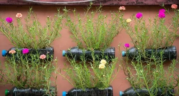 Ứng dụng trang trí không gian sống với hoa mười giờ rực rỡ