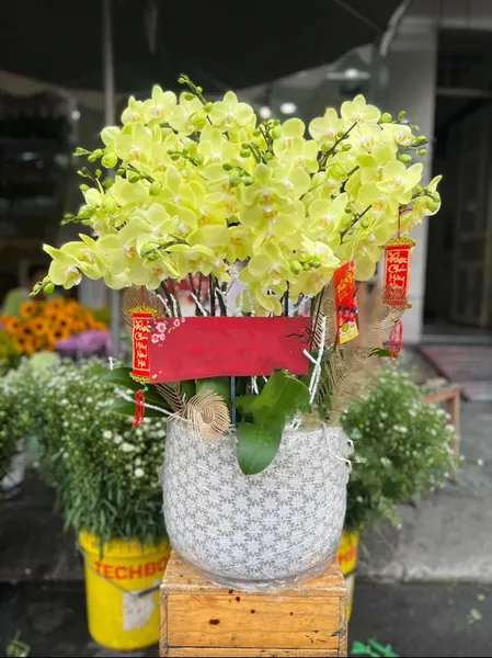  Chậu Hoa Lan Hồ Điệp Xuân Đến - LHĐ88 