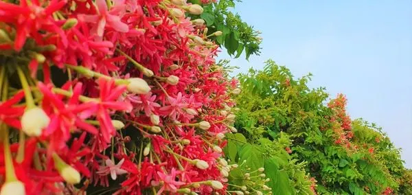 Hoa sử quân tử đỏ tượng trưng cho hình ảnh của sự kiên trì, quyết đoán và lòng dũng cảm