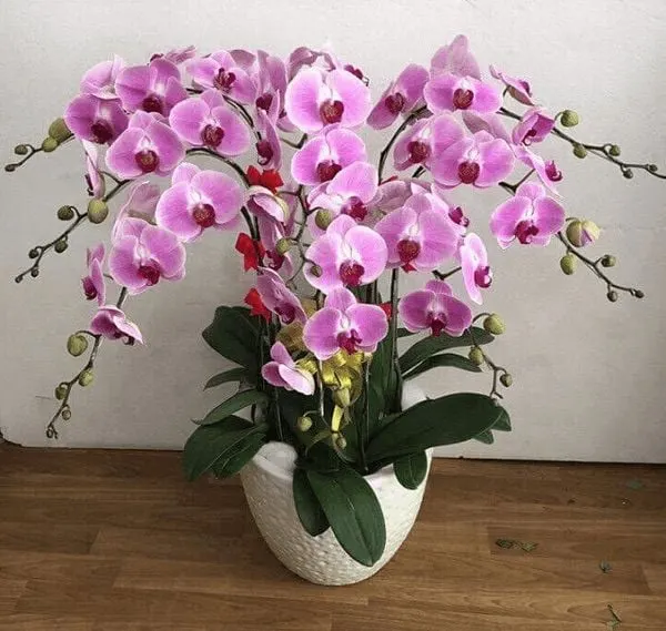 Chậu hoa lan hồng tím mang vẻ đẹp ngọt ngào và đầy tinh tế