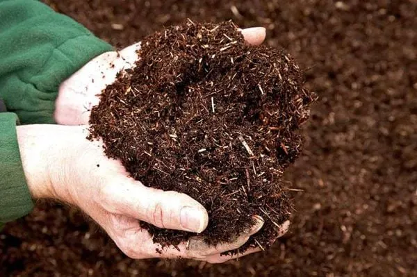 Chuẩn bị đất trồng cây là việc quan trọng