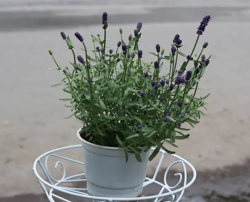 Cây oải hương True Lavender giá khoảng 160.000 vnđ