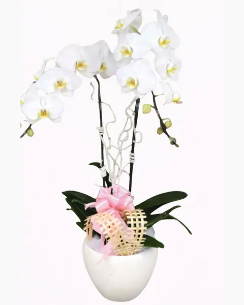  Chậu Hoa Lan Hồ Điệp Trắng - LHĐ05 