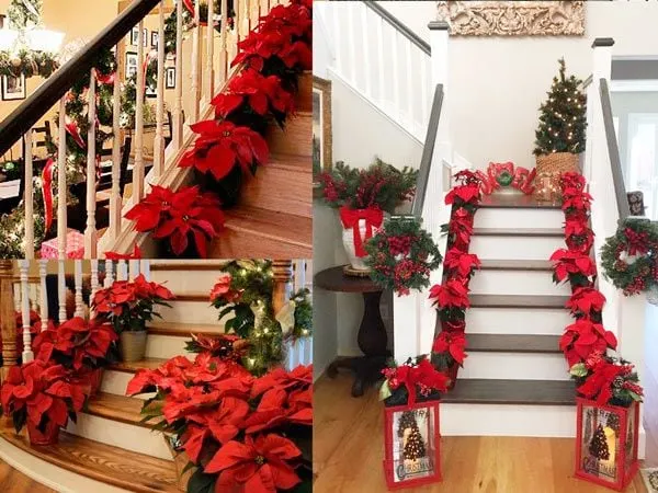 Gợi ý cách trang trí noel với hoa trạng nguyên trong nhà