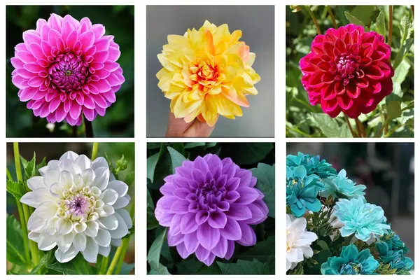 ý nghĩa hoa thược dược theo màu sắc