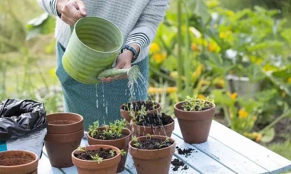 Tưới một lượng nước vừa phải cho cây, tránh tưới trực tiếp lên hoa