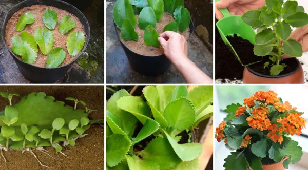 Cách trồng cây hoa sống đời bằng lá