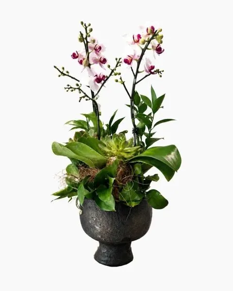  Chậu Lan Hồ Điệp Bạch Lan Cát Tường - LHD232 