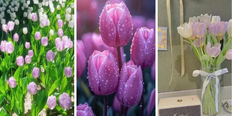 Hình nền hoa tulip tím