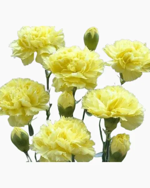 Standard Carnation - Fresh Cut Flowers, 2-Hour Delivery in Inner Ho Chi Minh City