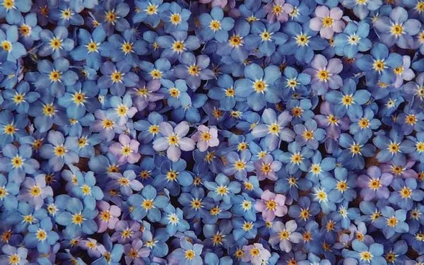 Đặc điểm hình thái nổi bật của hoa Lưu Ly (Forget Me Not) màu xanh tím