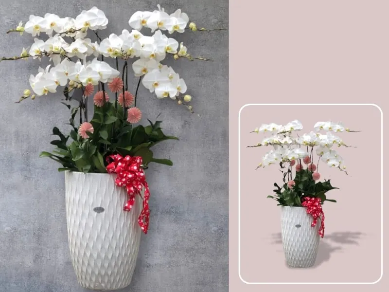 Chậu Lan Hồ Điệp Trắng - LHĐ04 - Flosa