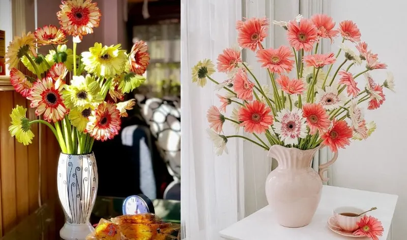 Mẹo giữ hoa đồng tiền tươi lâu