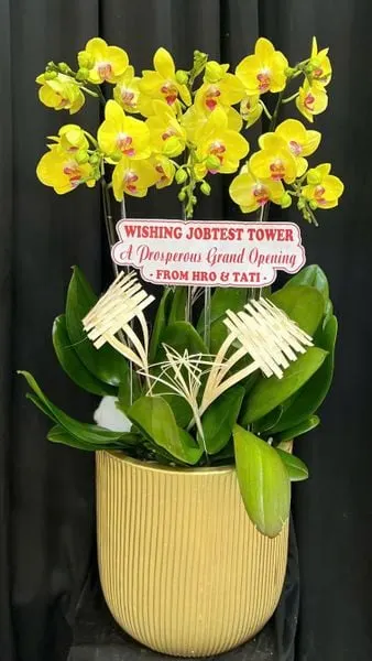  Chậu Lan Hồ Điệp Phát Tài - LHĐ208 