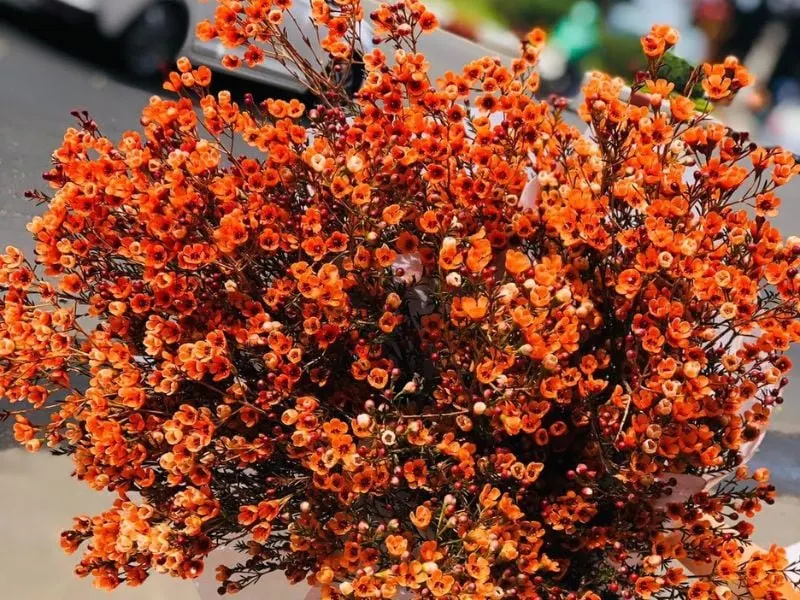 Hoa thanh liễu: Ý nghĩa, cách trồng và cắm hoa thanh liễu đẹp
