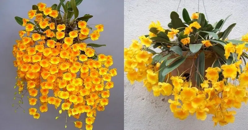 Lan vảy rồng cam (Dendrobium lindleyi var. orange)