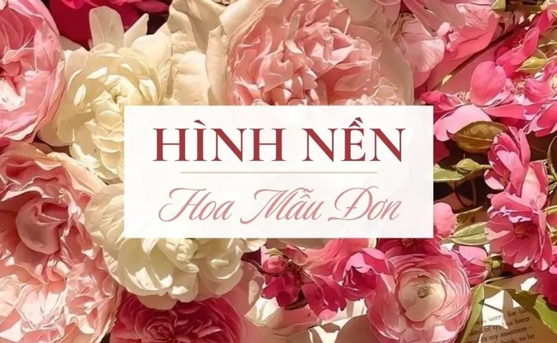 Tải 500+ hình nền hoa mẫu đơn đẹp Full HD miễn phí