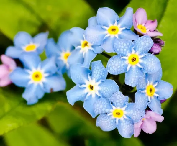 Hoa lưu ly nước Myosotis scorpioides
