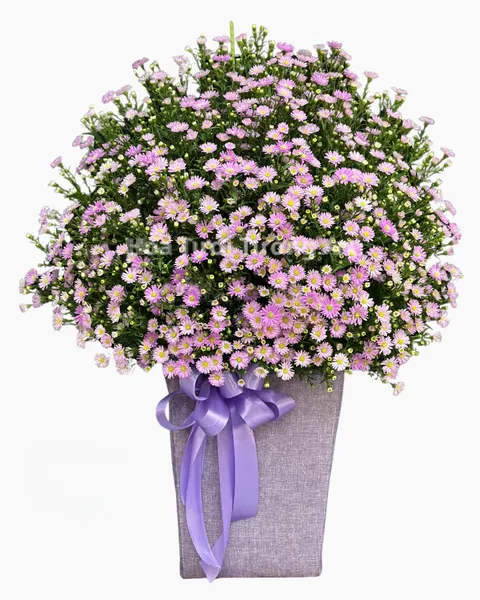 Aster Flower Box - HH117