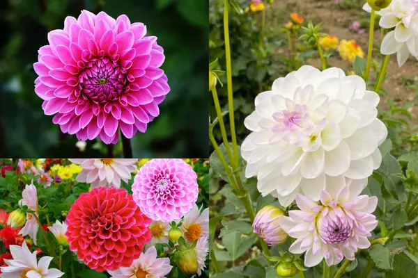 ý nghĩa hoa thược dược
