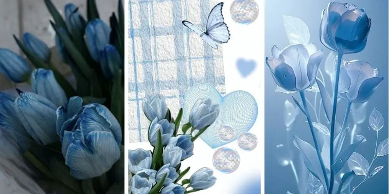 Hình nền hoa tulip cho điện thoại