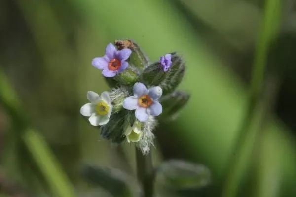 Hoa lưu ly bất định Myosotis discolor