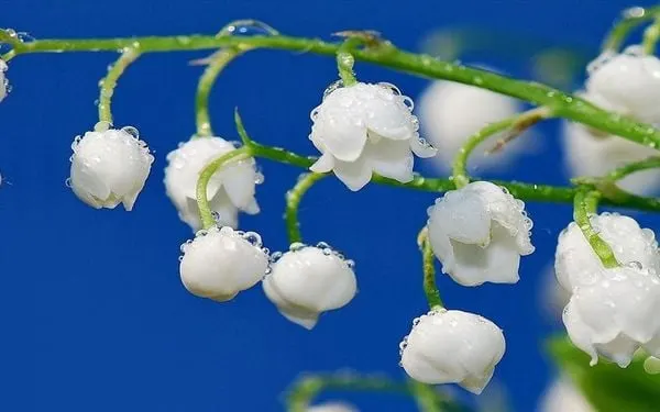 Vẻ đẹp thuần khiết của những bông hoa linh lan trắng còn đọng hơi sương.