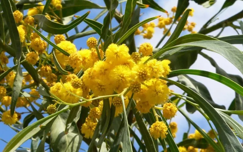 Golden Wattle (Keo vàng) là quốc hoa của nước Úc