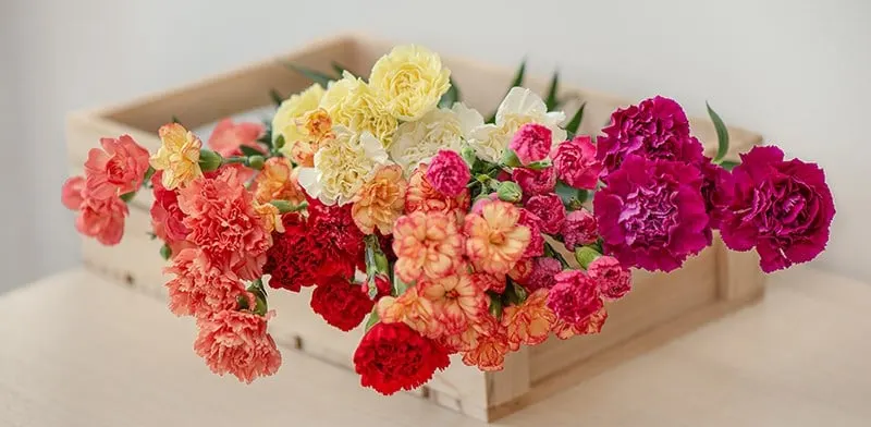 Cẩm Chướng Chùm - Hoa Cắt Cành
