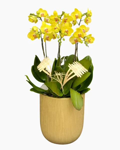  Chậu Lan Hồ Điệp Phát Tài - LHĐ208 