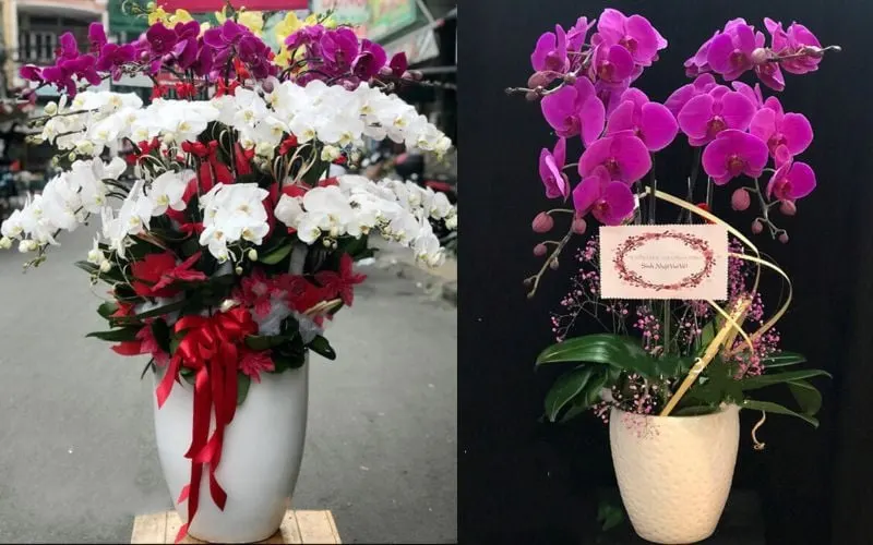 Chậu Hoa Lan Hồ Điệp Xoay Tròn - LHĐ73 và Chậu Hoa Lan Hồ Điệp Tím - LHĐ39