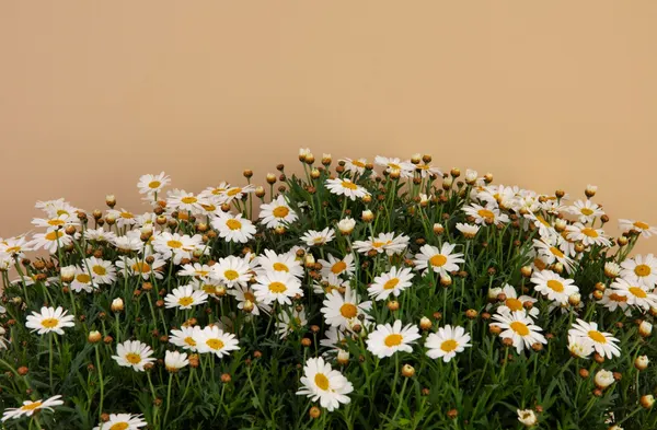 loài hoa tượng trưng cho tình bạn - hoa cúc daisy